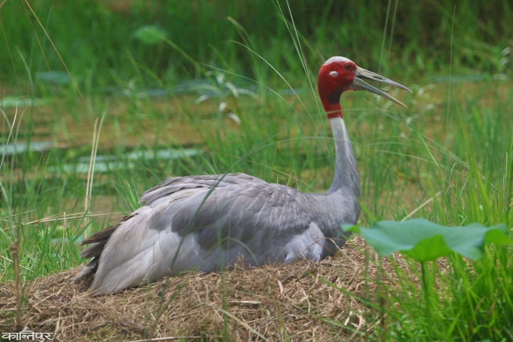 Storks are being studied through AI technology in Rupandehi and Kapilvastu