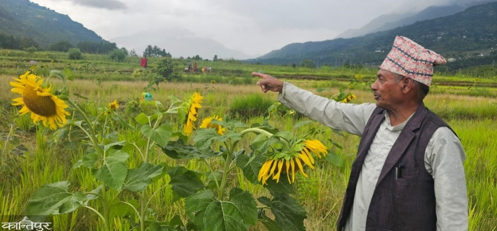 Attempts at commercial production of sunflower in Baglung