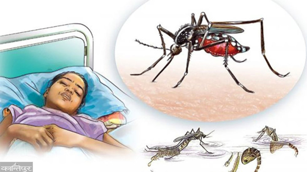 Dengue patients on the rise in Jhapa,Infection confirmed in 39 people since May
