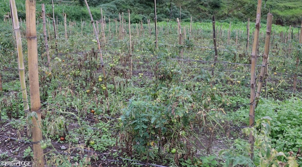 Farmers' woes: Tomato disease causes loss of lakhs