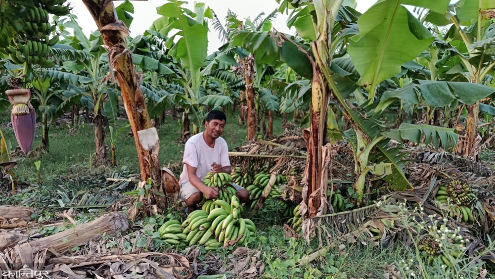 Toplal, who quit his job and became an inspiration to the youth, is a banana farmer