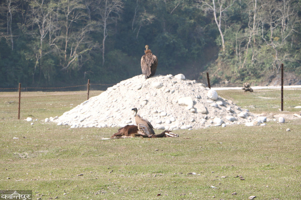 The cow protection center has become a meeting place for vultures