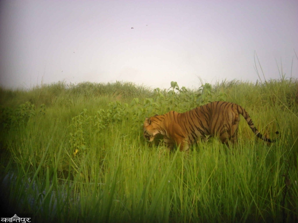 How is tiger monitoring done?