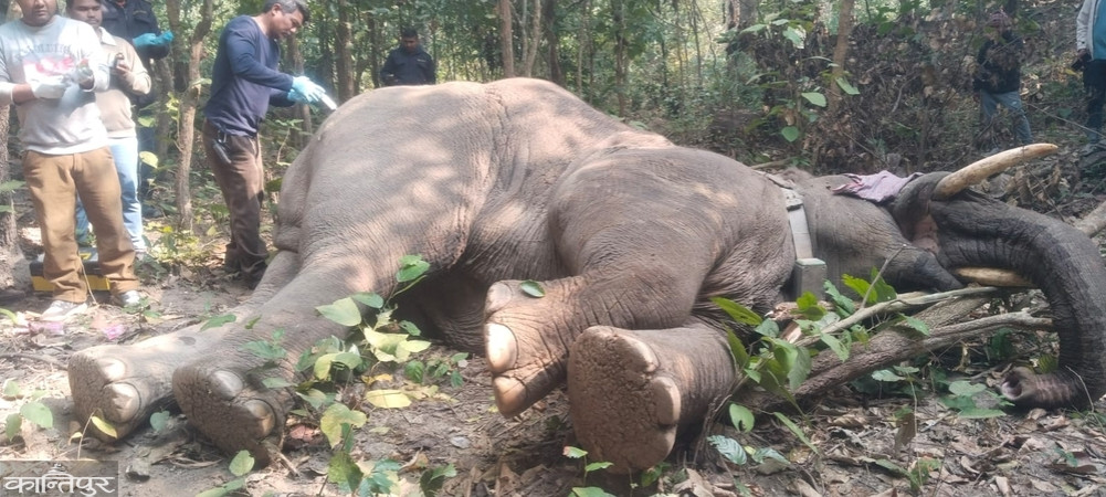Treatment of 'Yamgaj' in the forest