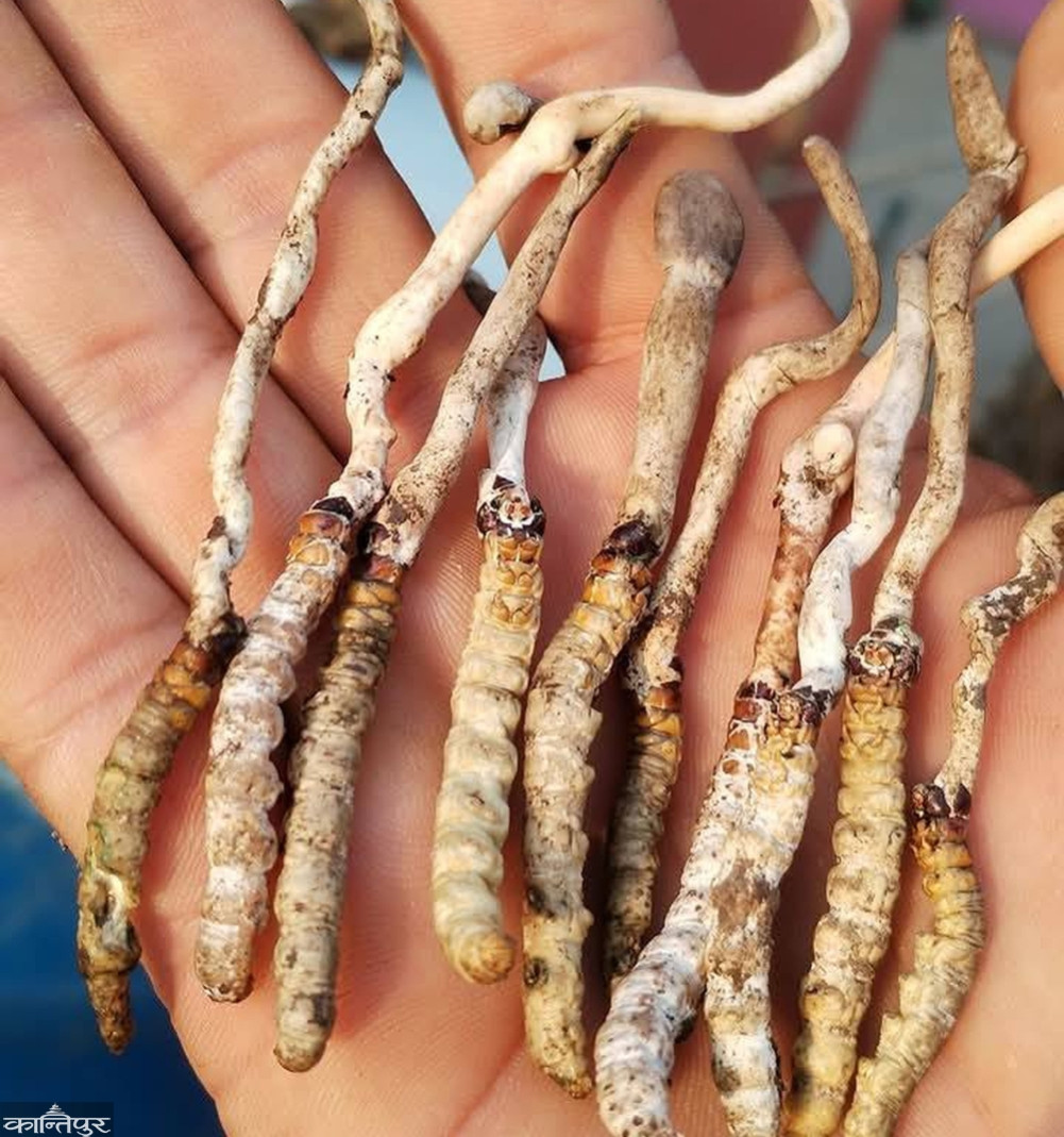 The herb found in Palpa's Rimigha Lake is confirmed to be Yarchagumba
