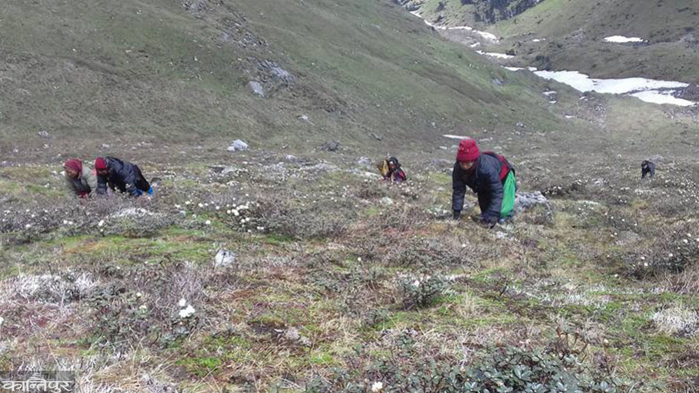 In Manang, more than 52 million revenue was raised from herbs