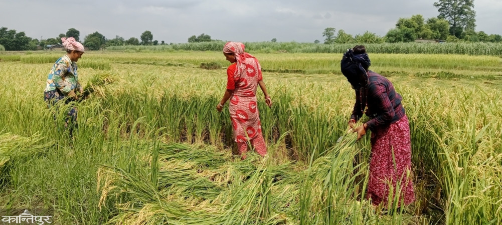 Chaite Paddy Cultivator in Chataro