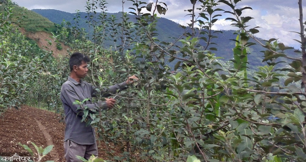 Indra Bahadur, who returned to the village after spending 32 years in Shimla, is doing commercial apple farming