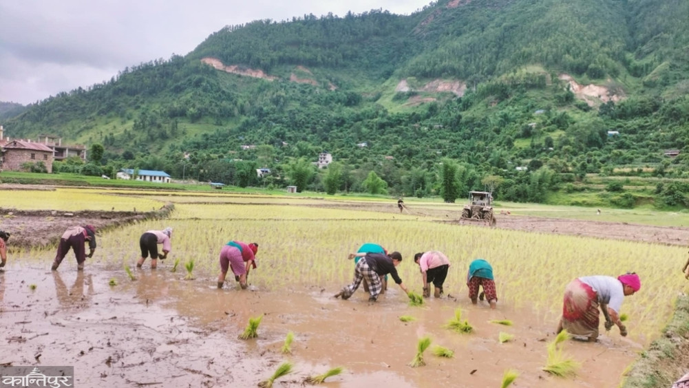 Water was drawn by the motor and planted in the chaldiphant of Gulmi