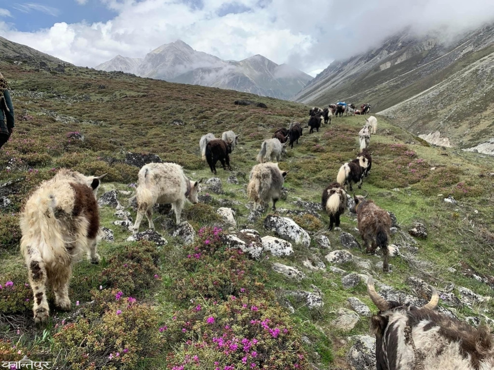 Yakchaunri of Lapchi in Tibet for grazing