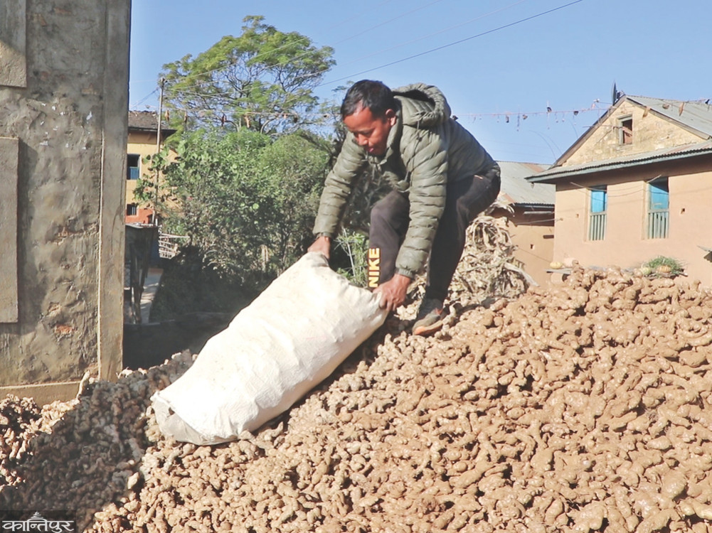 41 crore ginger export from Salyan