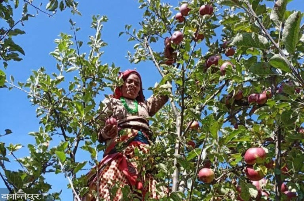 Apples worth two crores grew in two villages of Jumla
