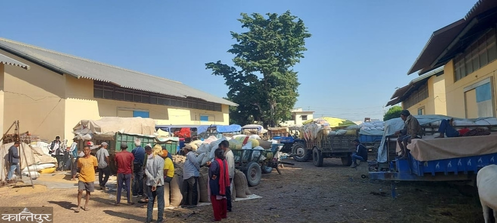 Why are farmers forced to sell rice cheaply to traders?