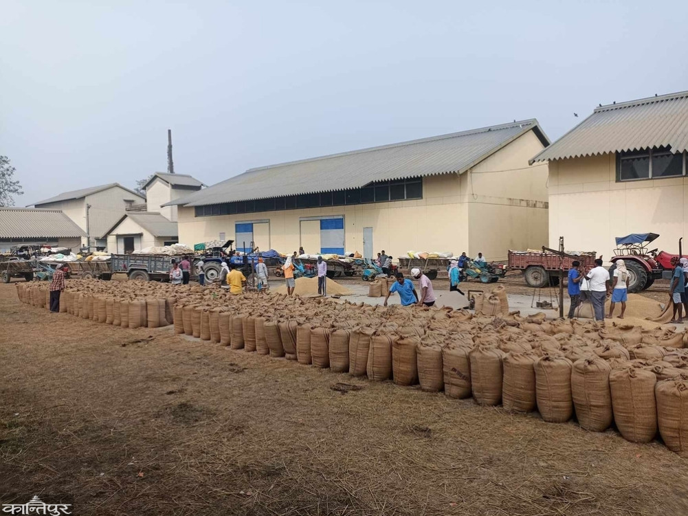 Food bought 38,000 quintals of paddy in Bardia