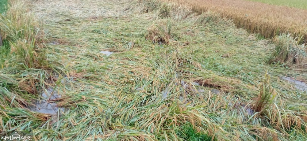 Water damage during rice cultivation