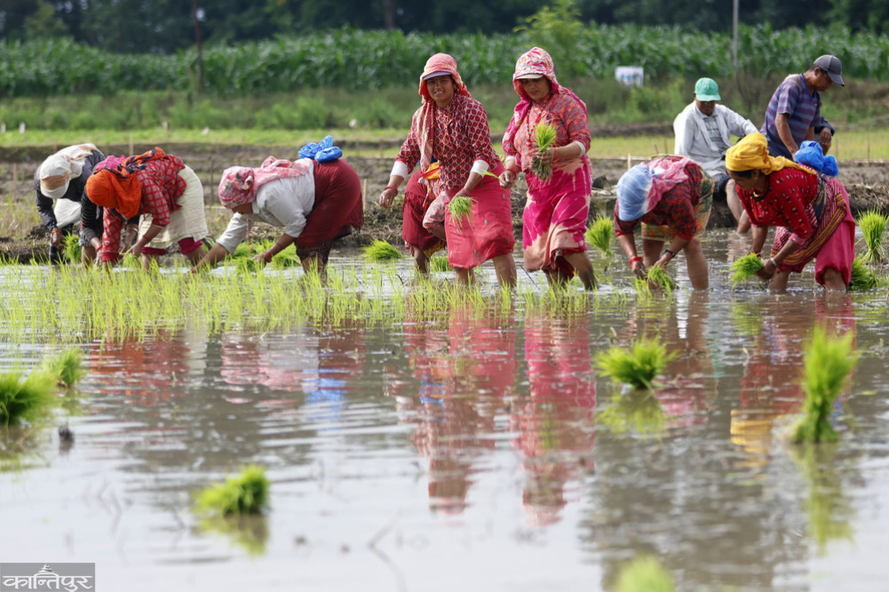 One and a half billion was spent on the import of rice seeds alone