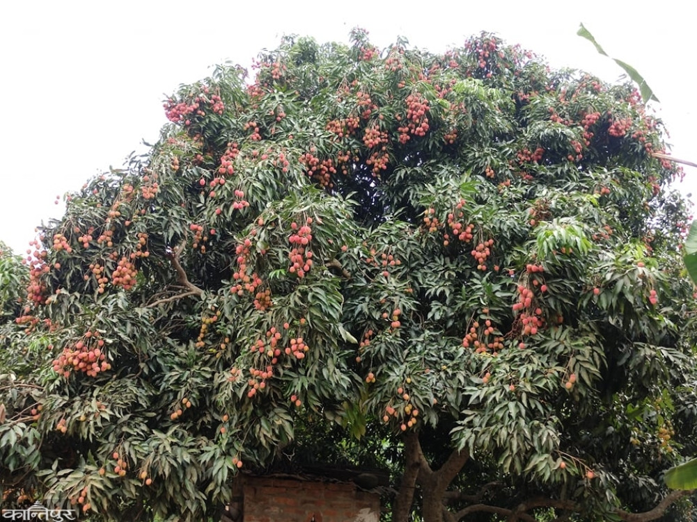 11 crore litchi sales from Gorkha