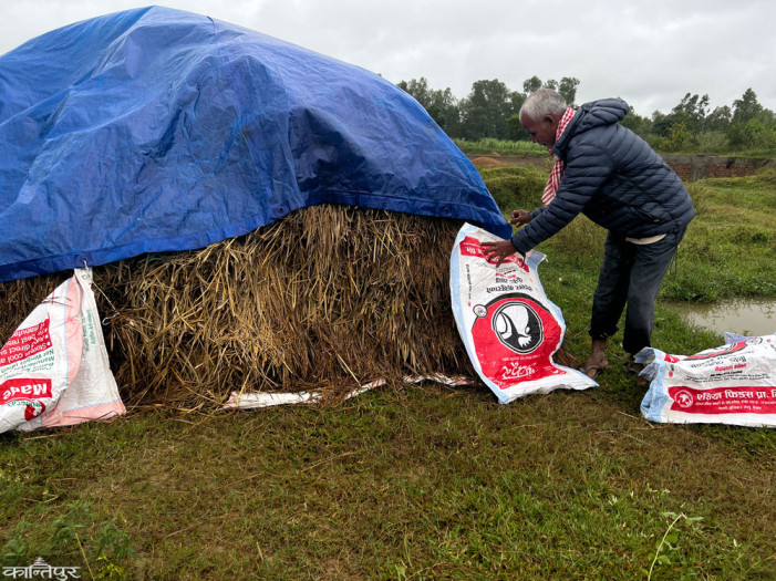 Rice farmers' woes: Drought during planting, rain during storage
