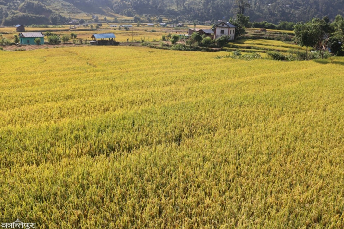 Chaite paddy promotion in 22 districts of Inner Madhesh and Madhesh to become self-sufficient in rice