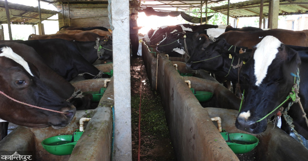 Farmers of Chitwan say: 'We should emphasize on grass and water to increase milk'.