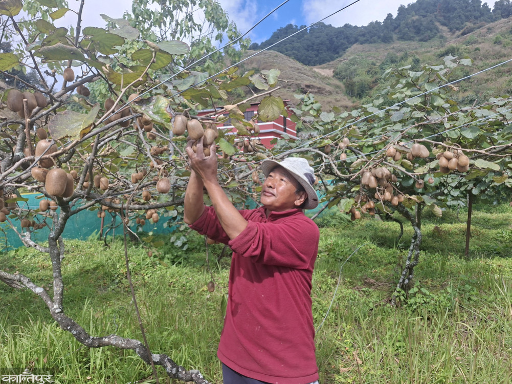 Kiwi production declines in Khotang, market also faces problems