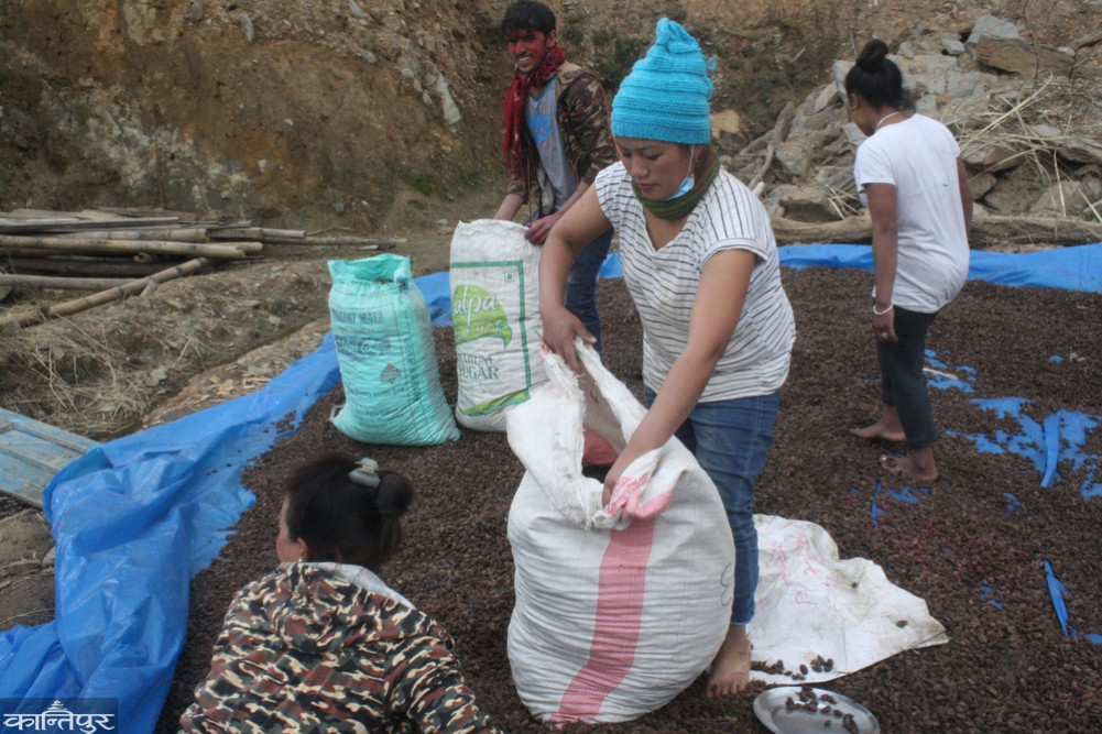 Cardamom production worth over Rs 1.35 billion in Khotang