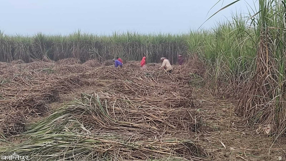 Farmers find it difficult to get an order to cut sugarcane