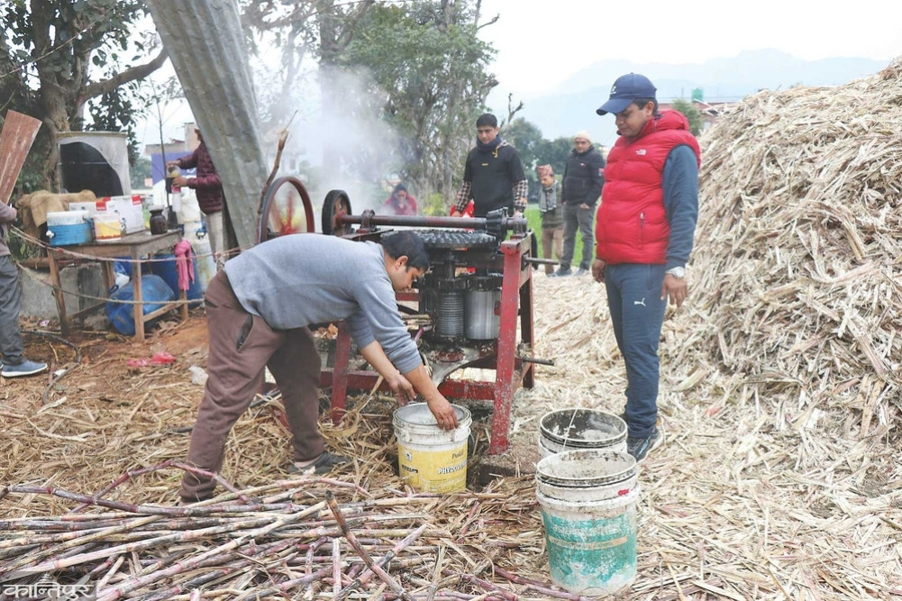 Youth of Rampur returned to sugarcane farming