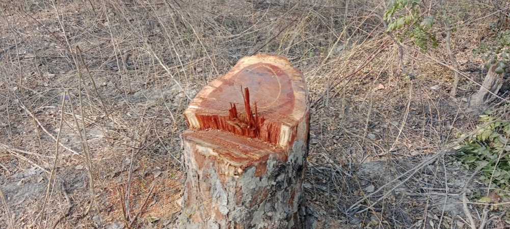150 trees from community forest cut down within an hour and a half