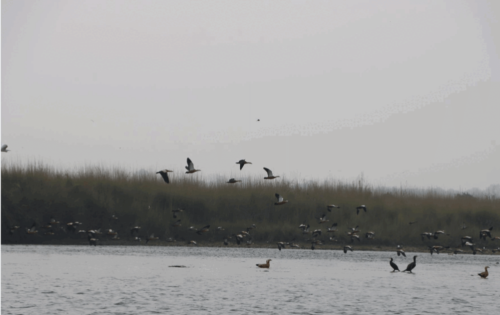 55 species of birds were found in the wetlands of East Chitwan