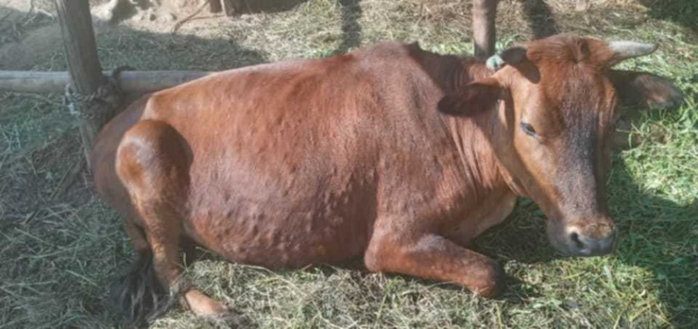 Lumpyskin disease transmission in Dhankuta