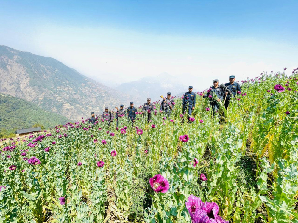 In one month, 233 plantations of opium plantations were destroyed by the police