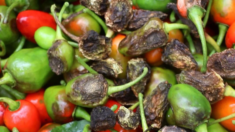 High risk of disease in Akbare Chilli: A farmer's problem
