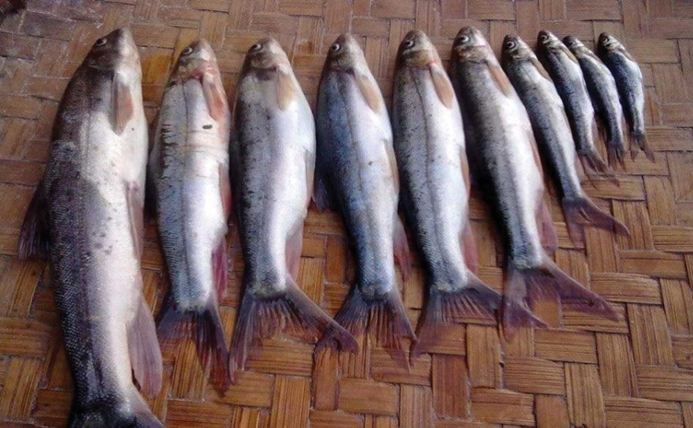 A fish has stopped being seen in the Rigdi river