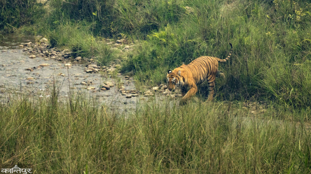 Both tigers and rhinos are being counted this year