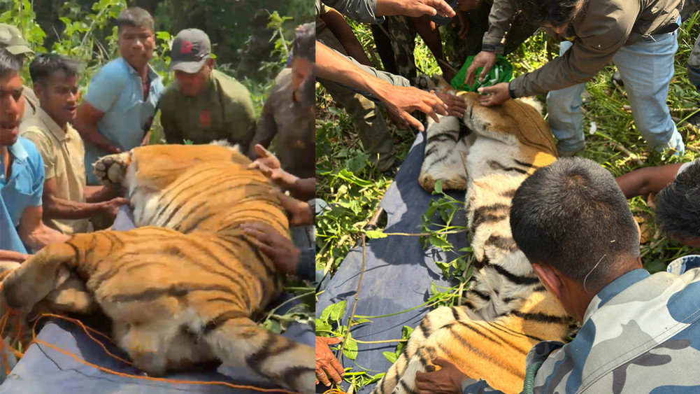 The Belauri tiger was taken under control and taken to the forest office