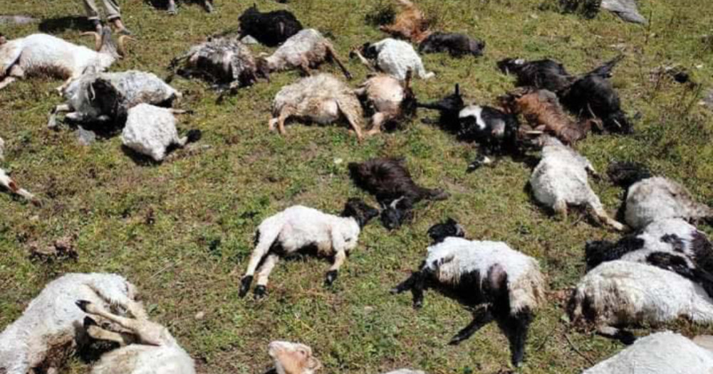 22 sheep died from lightning