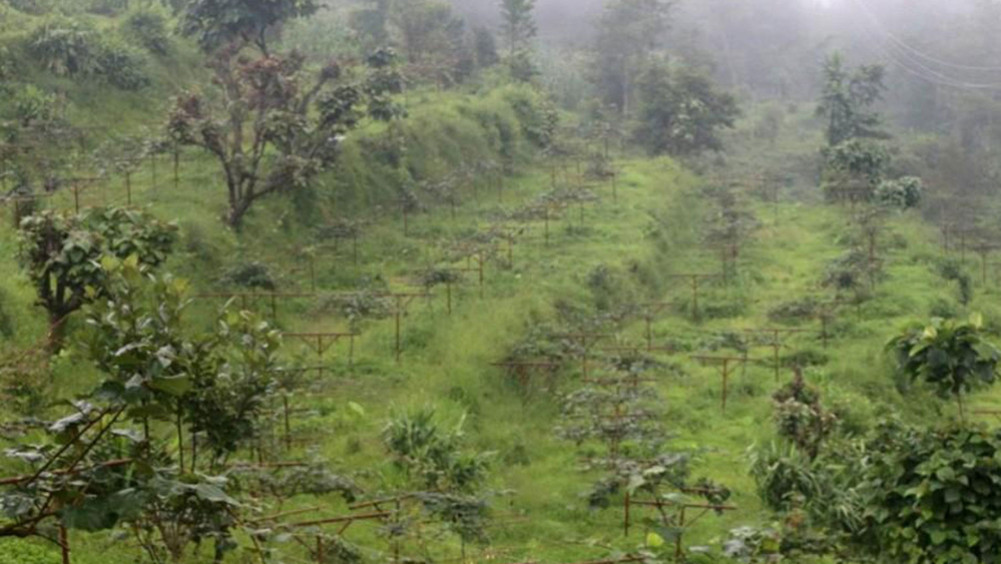 Most of the farmers in Bhojpur Shyamshila are in kiwi farming