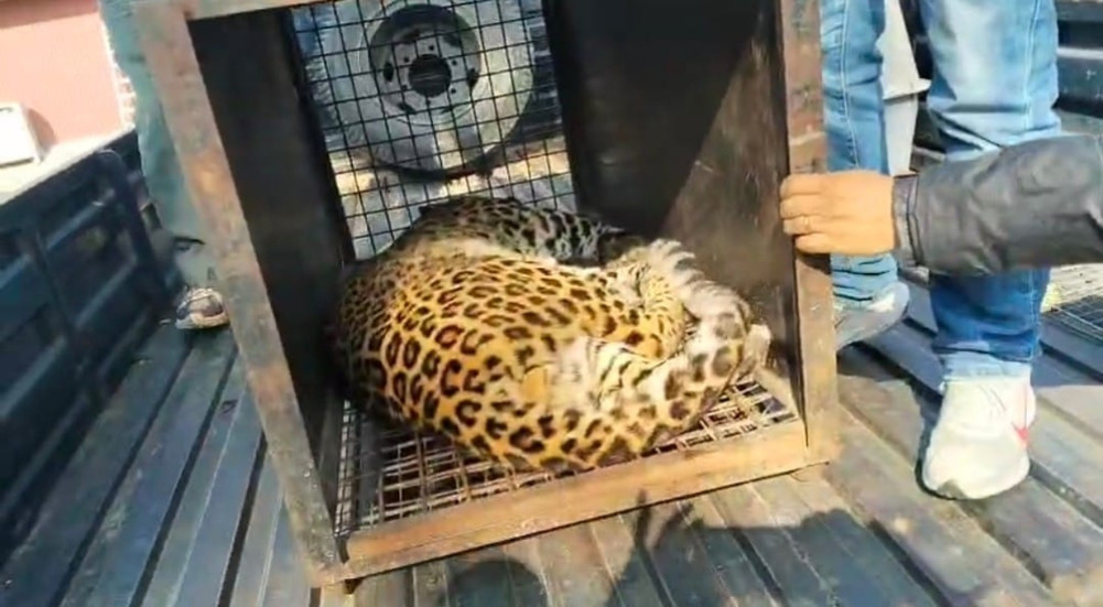 Leopard rescued from Khadka Tol in Ekantakuna