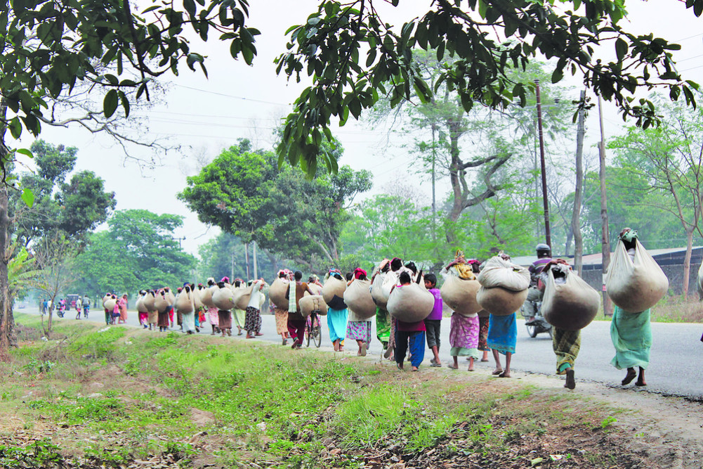 Nepali tea in the shadow of the Darjeeling brand