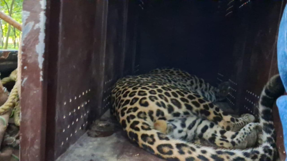 Problematic leopard control