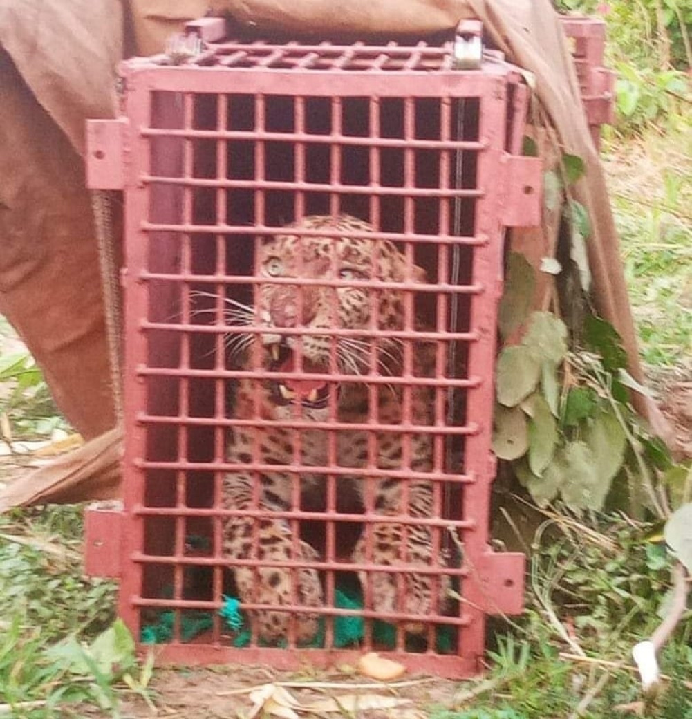 Leopard terror continues in Bardiya
