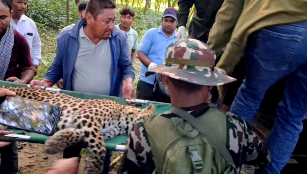 A troublesome leopard was captured in Bardia