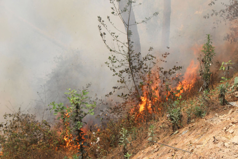 A fire broke out in the Handikhark community forest of Dhankuta
