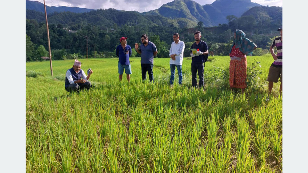 Powdery mildew infection in paddy