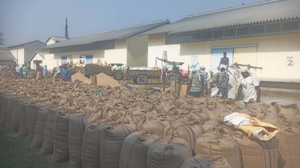 Farmers struggling to sell paddy, wake up with bullock cart for four days