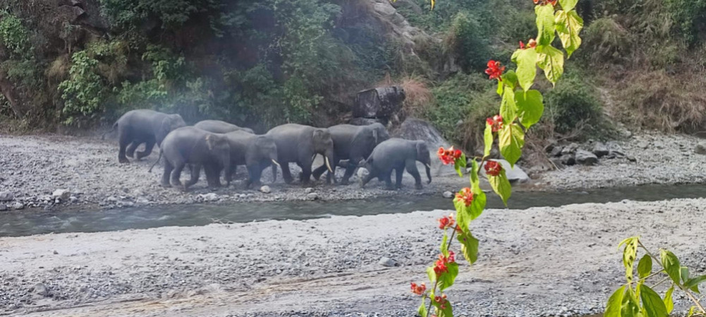 Patrols and miking after herd of elephants enters Jhapa