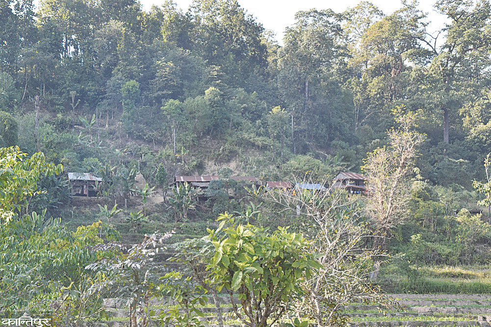 Park policy and the agony of tribal displacement