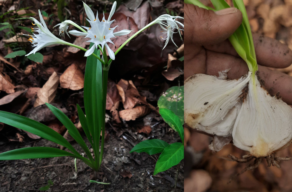 Importance of conservation of rare 'forest onion'
