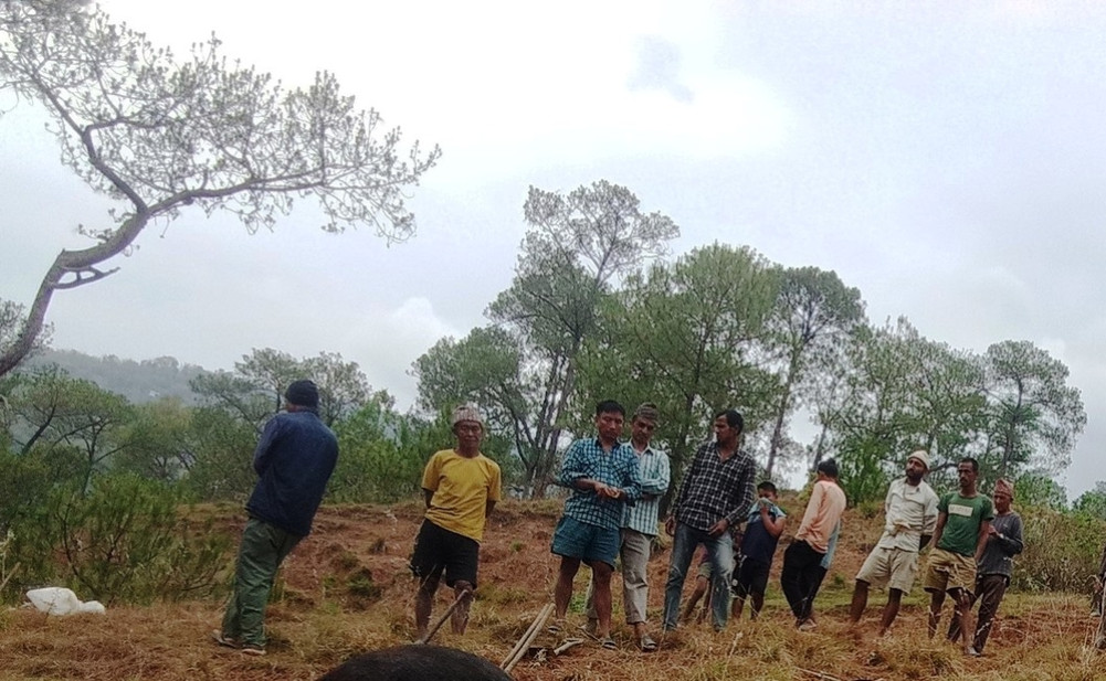 A grazing cow died due to electrocution